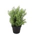 SILK CYPRESS GREEN IN POT M 23X23X30CM NM