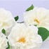 SILK WILD ROSE WHITE SINGLE STEM 116CM NM