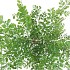 SILK SOPHORA TREE GREEN 105CM