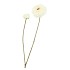 SILK ZINNIA WHITE 54CM NM