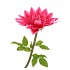 SILK AMAZING DAHLIA BEAUTY FUCHSIA XXL 50X120CM