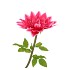 SILK AMAZING DAHLIA BEAUTY FUCHSIA XL 43X110CM