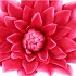 SILK AMAZING DAHLIA BEAUTY FUCHSIA XL 43X110CM