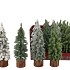 SILK X-MAS TREE DISPLAY 4 FINISH ASS 8X19CM