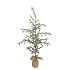 SILK PINE TREE JUTE 80X150CM