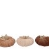 LAUREN BROWN PUMPKIN DECO ASS 17X9M