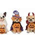 WONDERLAND ORANGE HALLOWEEN DOG ASS 8X10X13CM