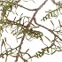 SILK OLD FERN LIGHT BROWN SINGLE STEM 150CM