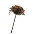 SILK OLD HERACLEUM BROWN SINGLE STEM 56CM