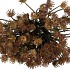 SILK OLD HERACLEUM BROWN SINGLE STEM 56CM