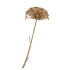 SILK OLD HERACLEUM GOLD SINGLE STEM 96CM