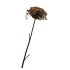 SILK OLD HERACLEUM BROWN SINGLE STEM 96CM