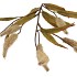 SILK OLD BRISTLEGRASS YELLOW SINGLE STEM 88CM