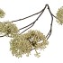 SILK OLD SCALLION BALLS FLOWER GREEN 119CM