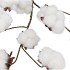 SILK OLD COTTON FLOWER WHITE STEM 83CM