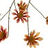 SILK OLD ASTERACEAE BEIGE BROWN STEM 81CM