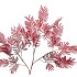 SILK OLD MIMOSA PUDICA RED SINGLE STEM 100CM