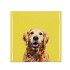 TILE DOG YELLOW 10X10X1CM