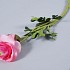 RANONKEL ROZE GROOT 50CM P/1