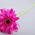 GERBERA DONKERROZE 48CM