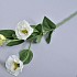 LISIANTHUS CREME 55CM PER 1