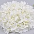 HORTENSIA BOL GROOT WIT 45CM