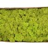 MOS ICELAND SPRINGGRN 500 GRAM