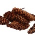 NATURE STROBUS BIG NATURAL P/50