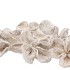 NATURE LOTUS WHITEWASH P/40