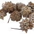 NATURE SPIDERGUM KNOBS ON WIRE WHITE P/25
