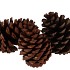 NATURE PINE CONE MARITIMA P/3