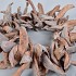COCOS KRANS WIT 48CM NM